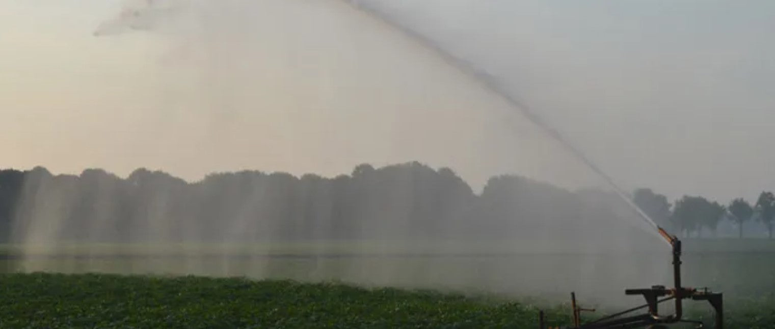 Aardappelen beregenen bij zonsopkomst