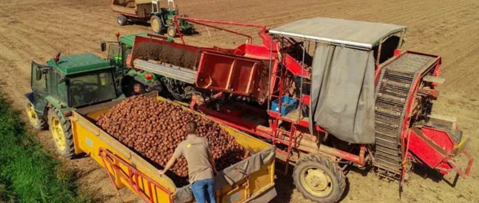 Aardappelen rooien