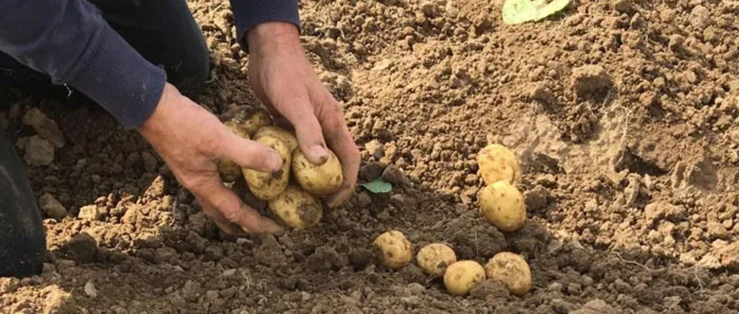 Aardappels of aardappelen?