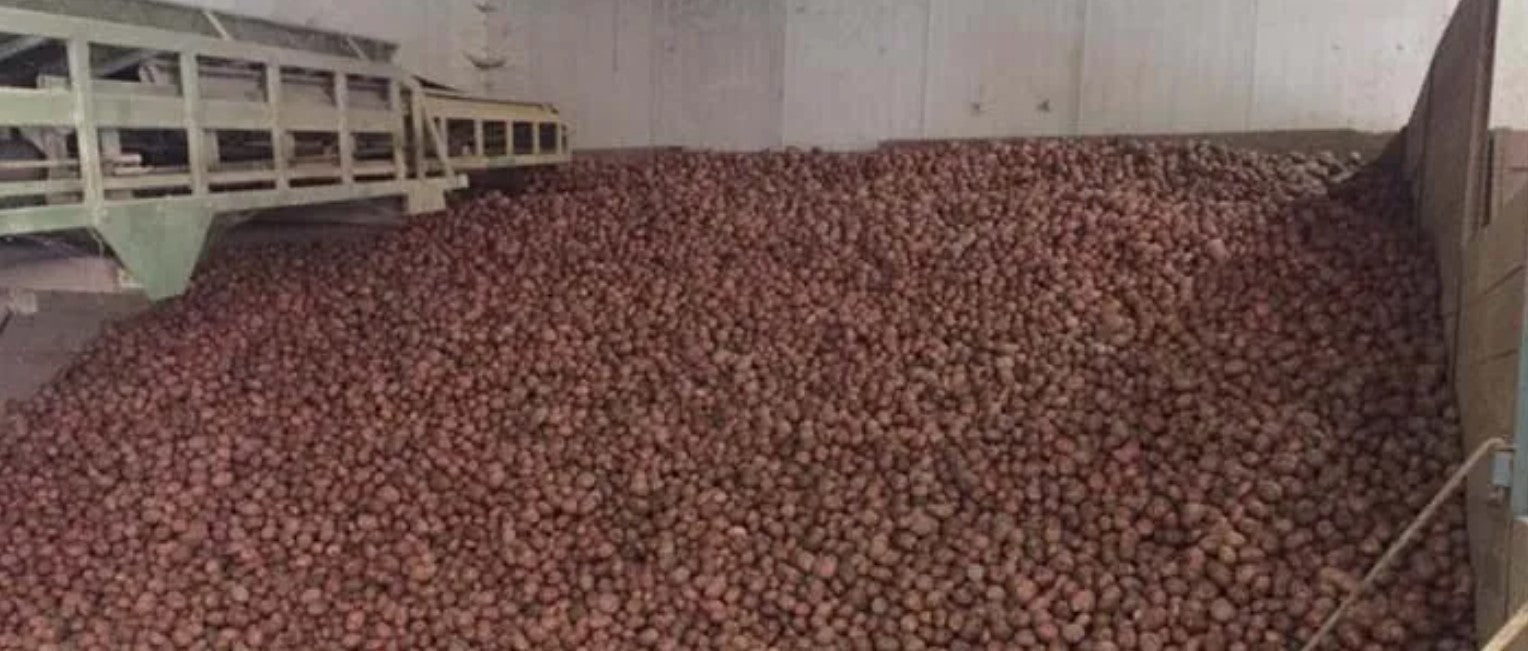 Hoe aardappelen bewaren?