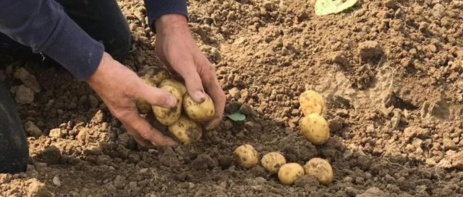 Nieuwe aardappelen rooien met de hand