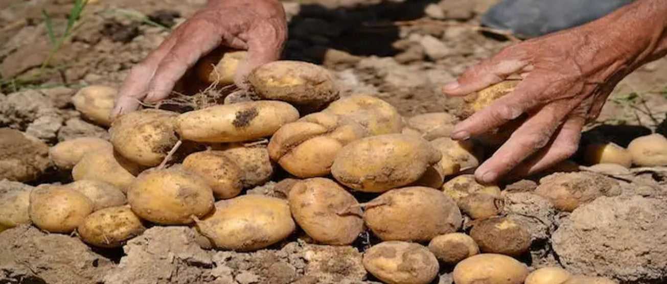 Zelf aardappels rooien