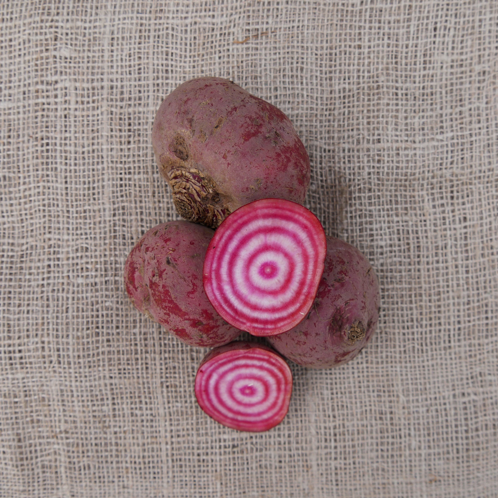 Chioggia Bieten