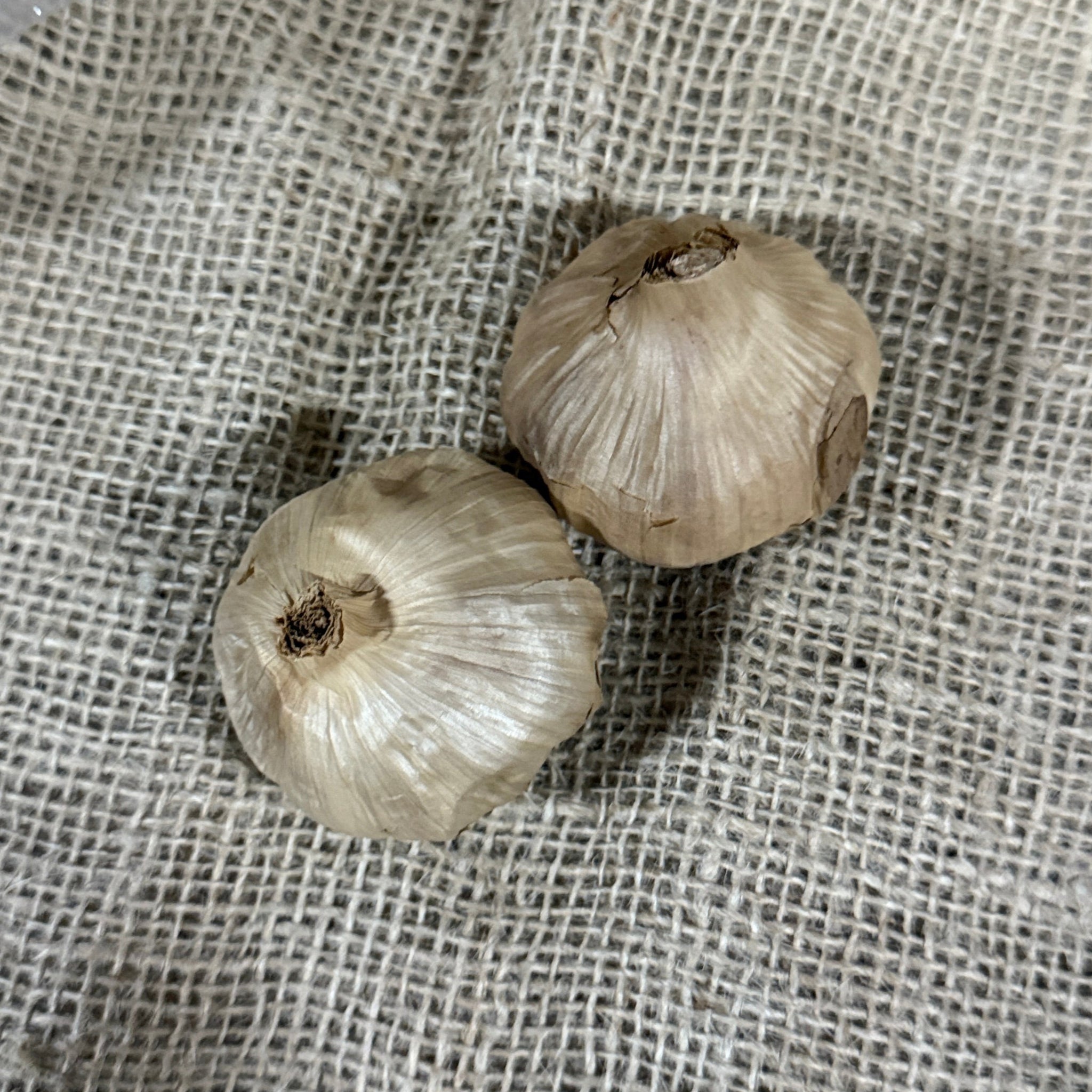 Zwarte Knoflook 2 stuks