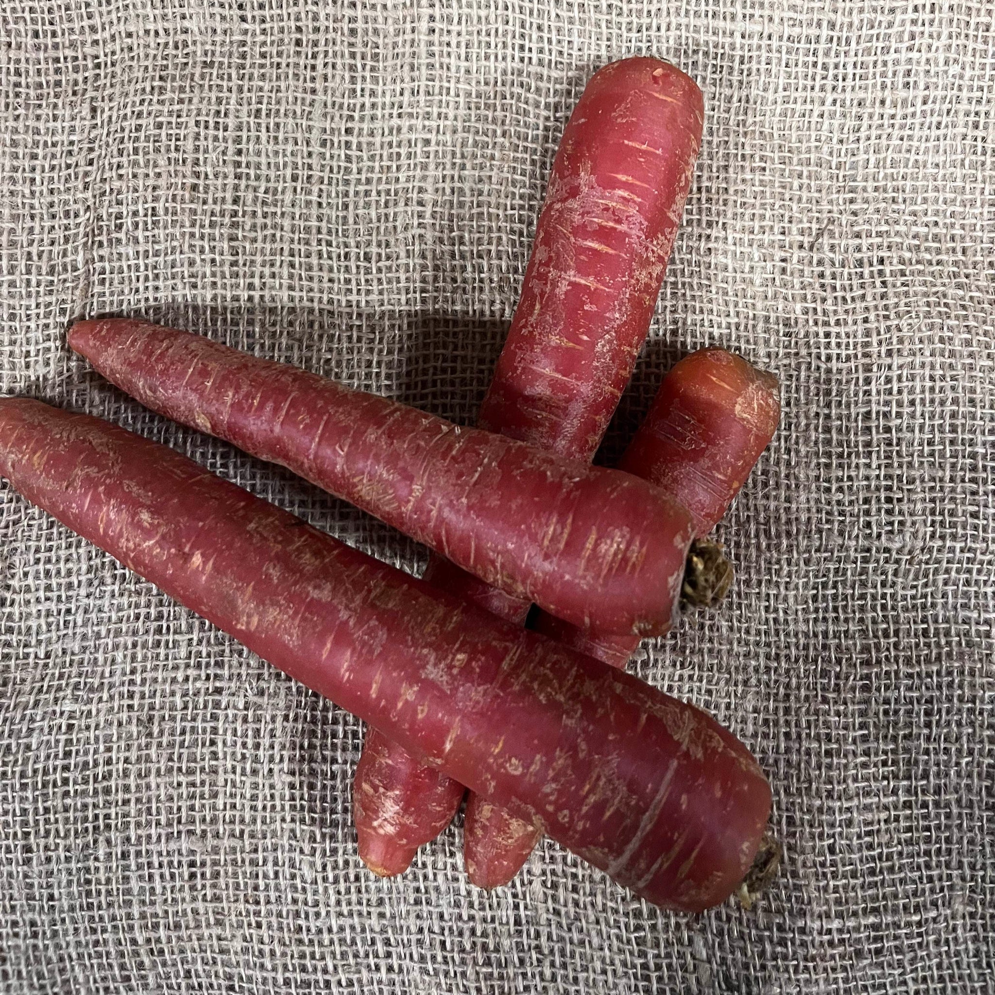 Winterpeen Rood