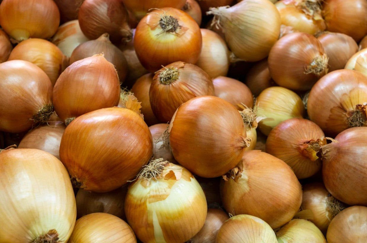 Plantuitjes Sturon 14/21 0.5kg