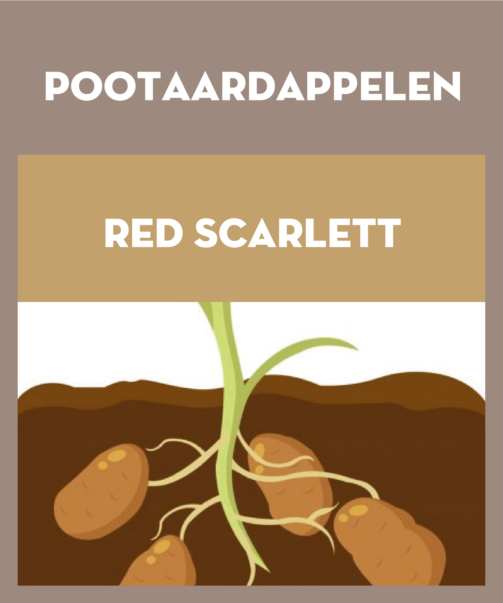 Red Scarlett pootaardappelen 2.5kg