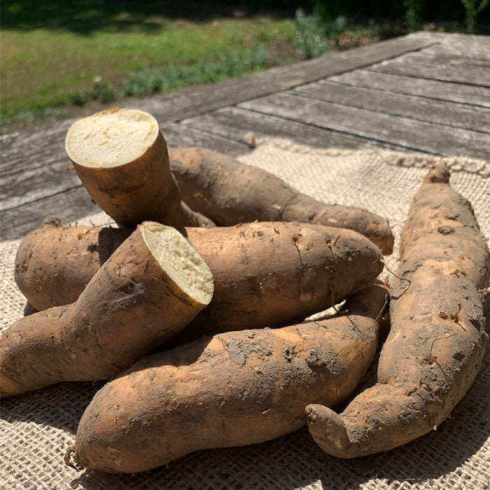 Witte Zoete Aardappel