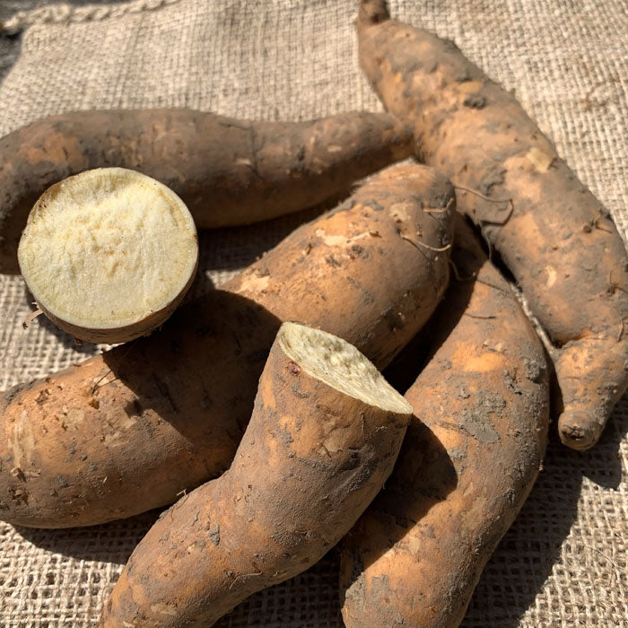 Witte Zoete Aardappel