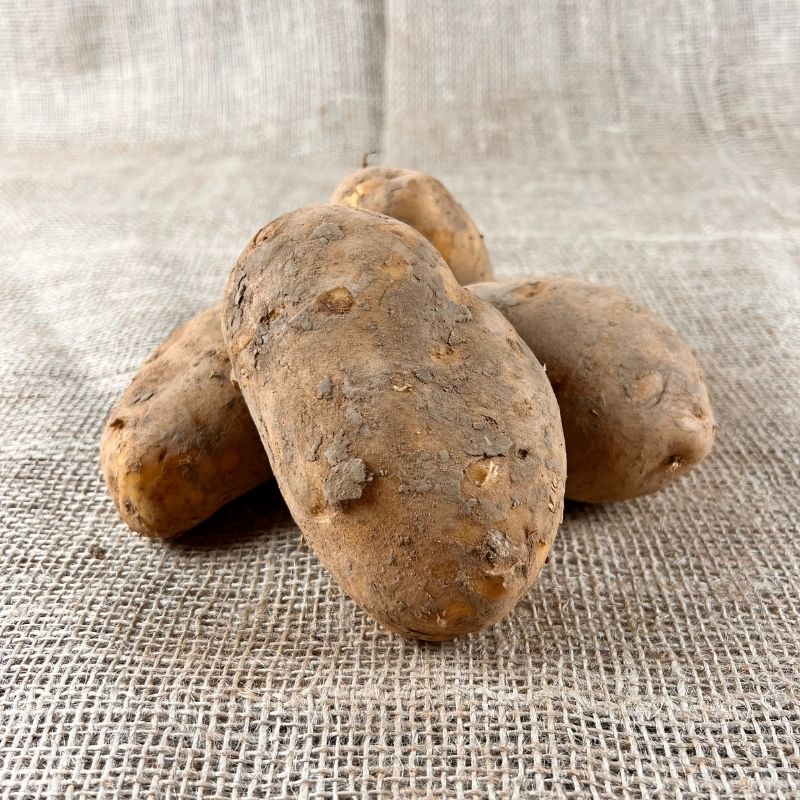 Agria aardappelen - Nieuwe oogst 2023 - Aardappelen voor friet
