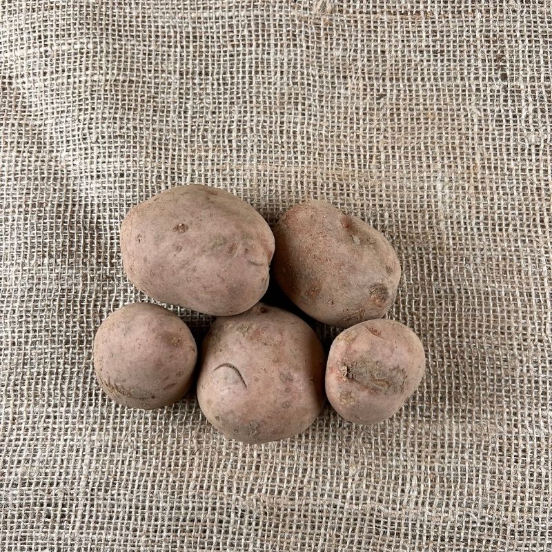 Bildtstar aardappelen