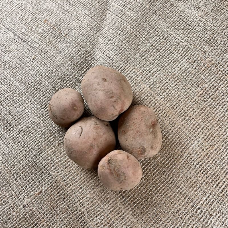 Bildtstar aardappelen