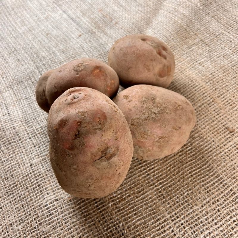 Bildtstar aardappelen