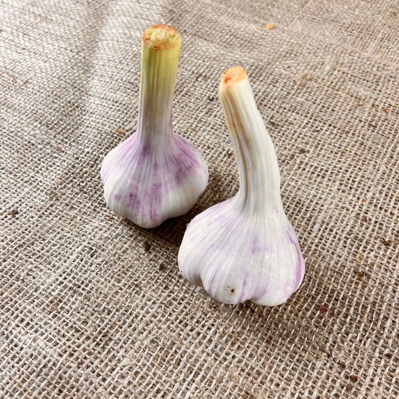 Verse Knoflook (2 stuks)