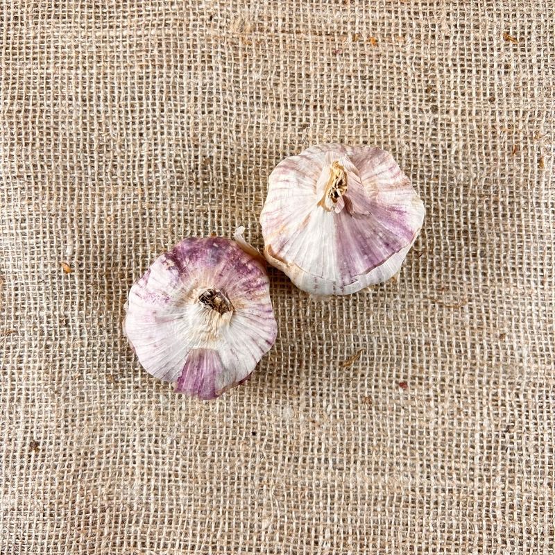 Knoflook