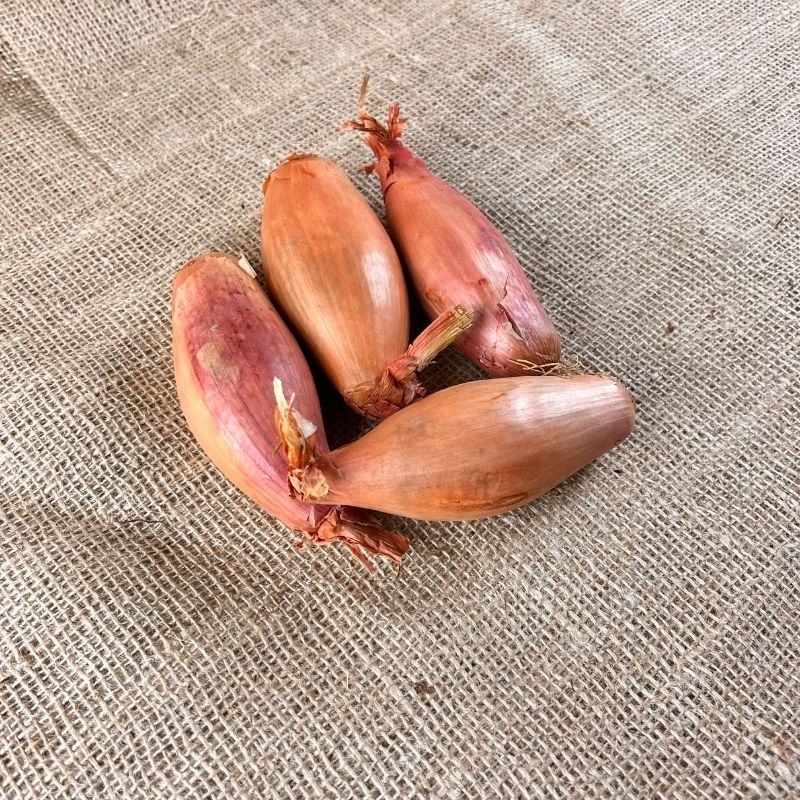 Sjalotten